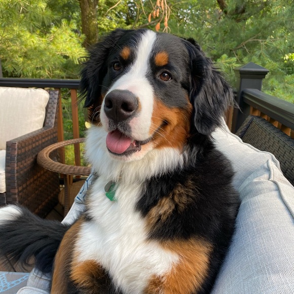 Meet your Posher, Heidi - Picture 1 of 1